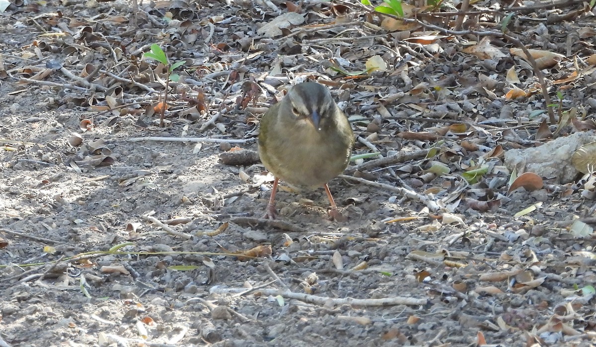 Olive Sparrow - ML645303189