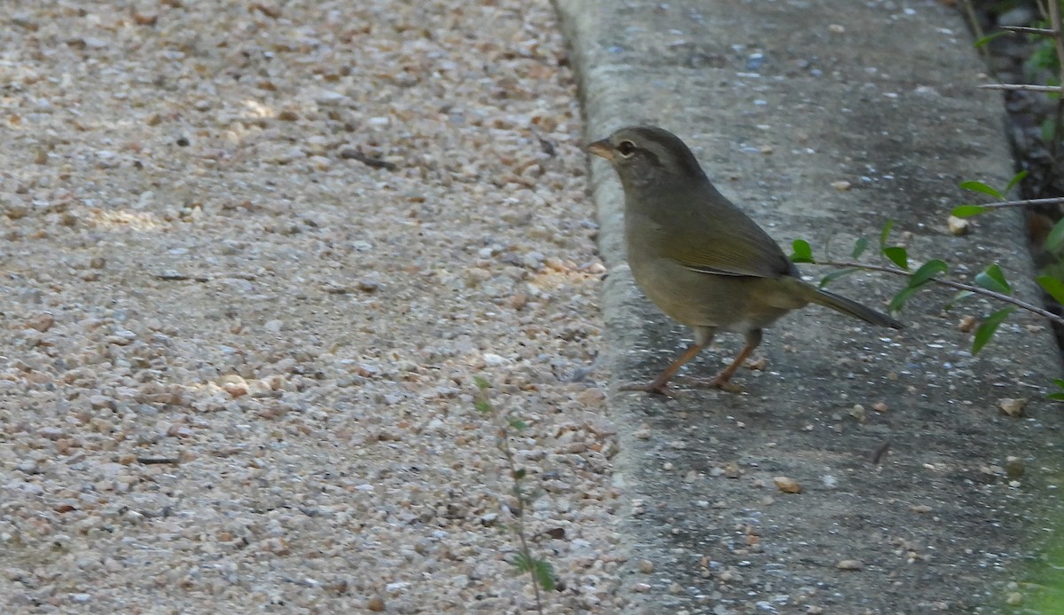 Olive Sparrow - ML645303190