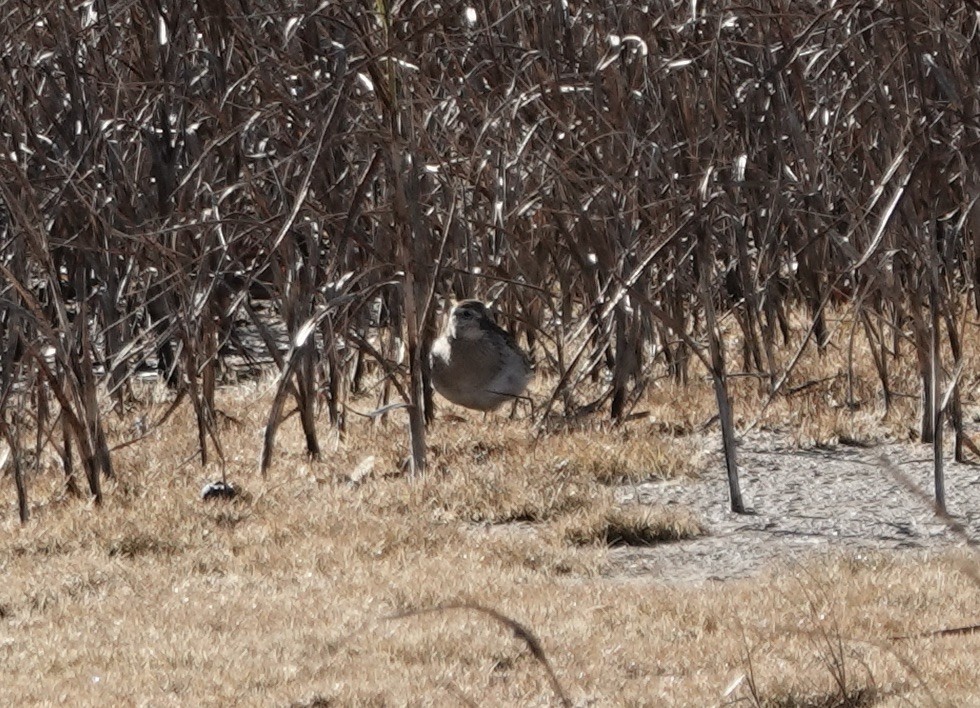 Sharp-tailed Sandpiper - ML645303191