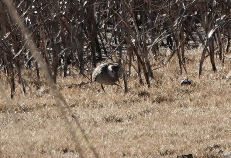 Sharp-tailed Sandpiper - ML645303193