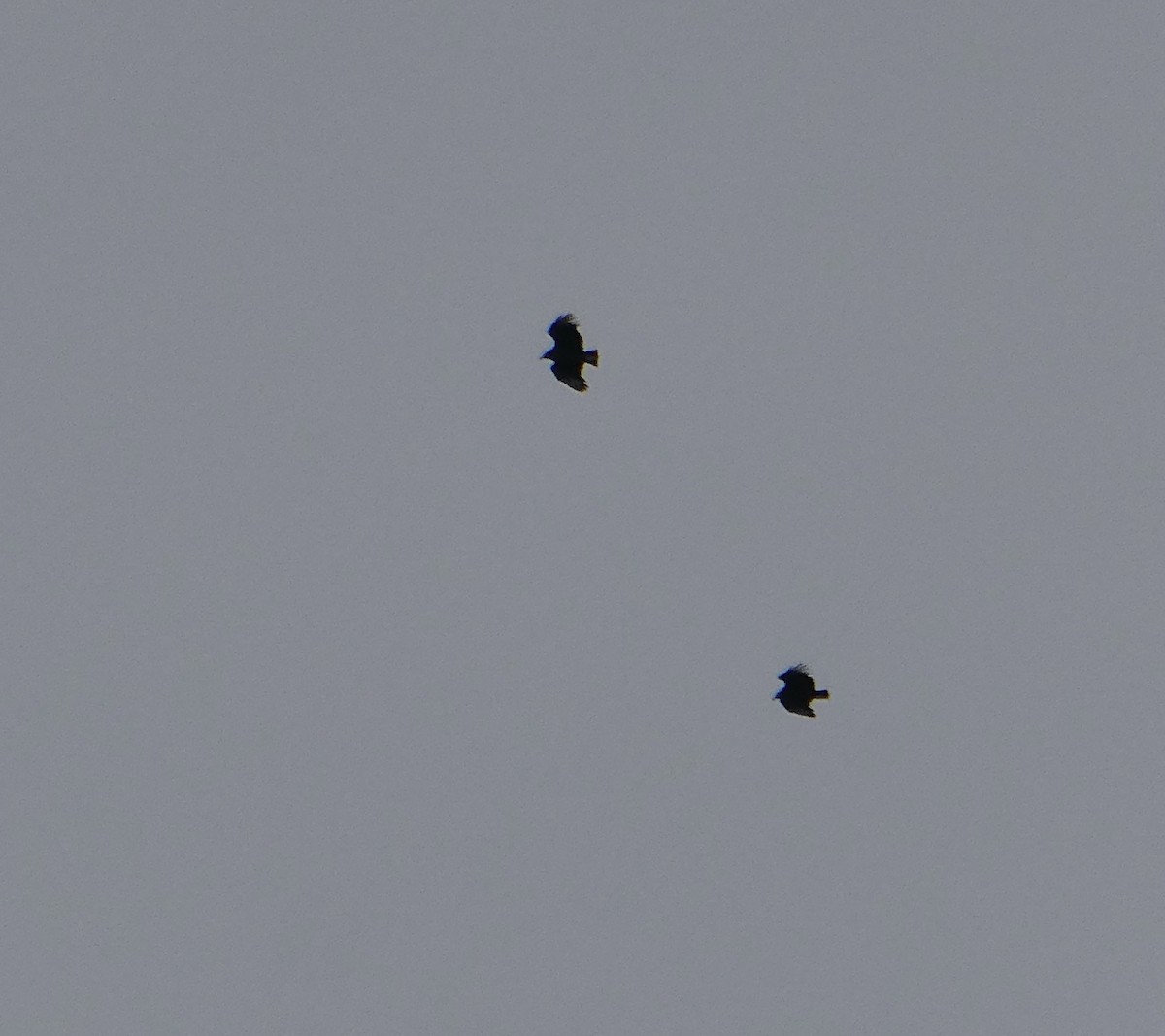 Urubu noir - ML645303195