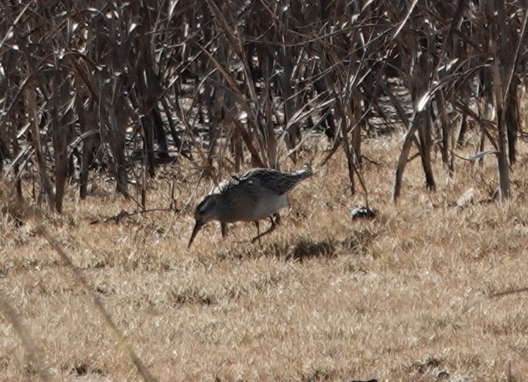 Sharp-tailed Sandpiper - ML645303197
