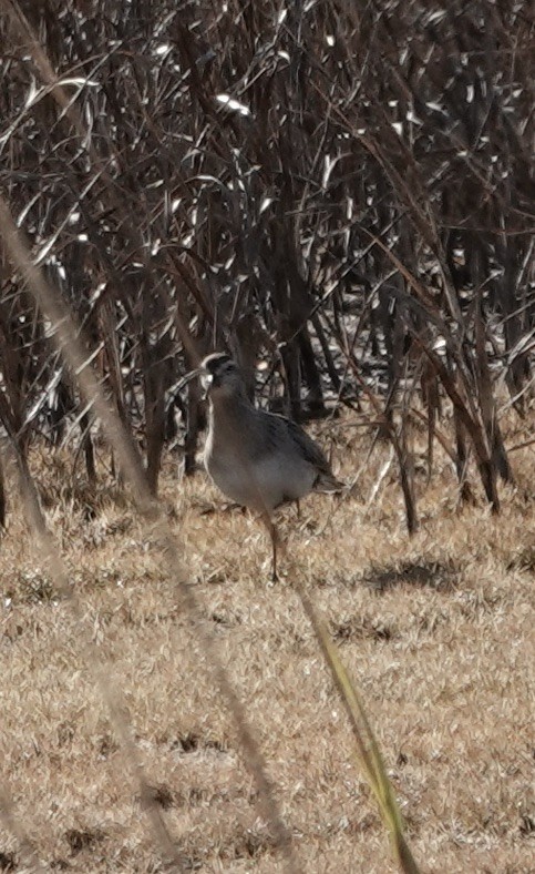 Sharp-tailed Sandpiper - ML645303198