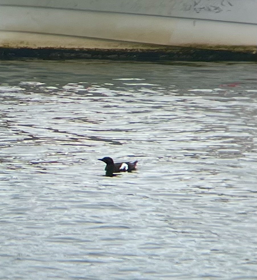 Black Guillemot - ML645303199