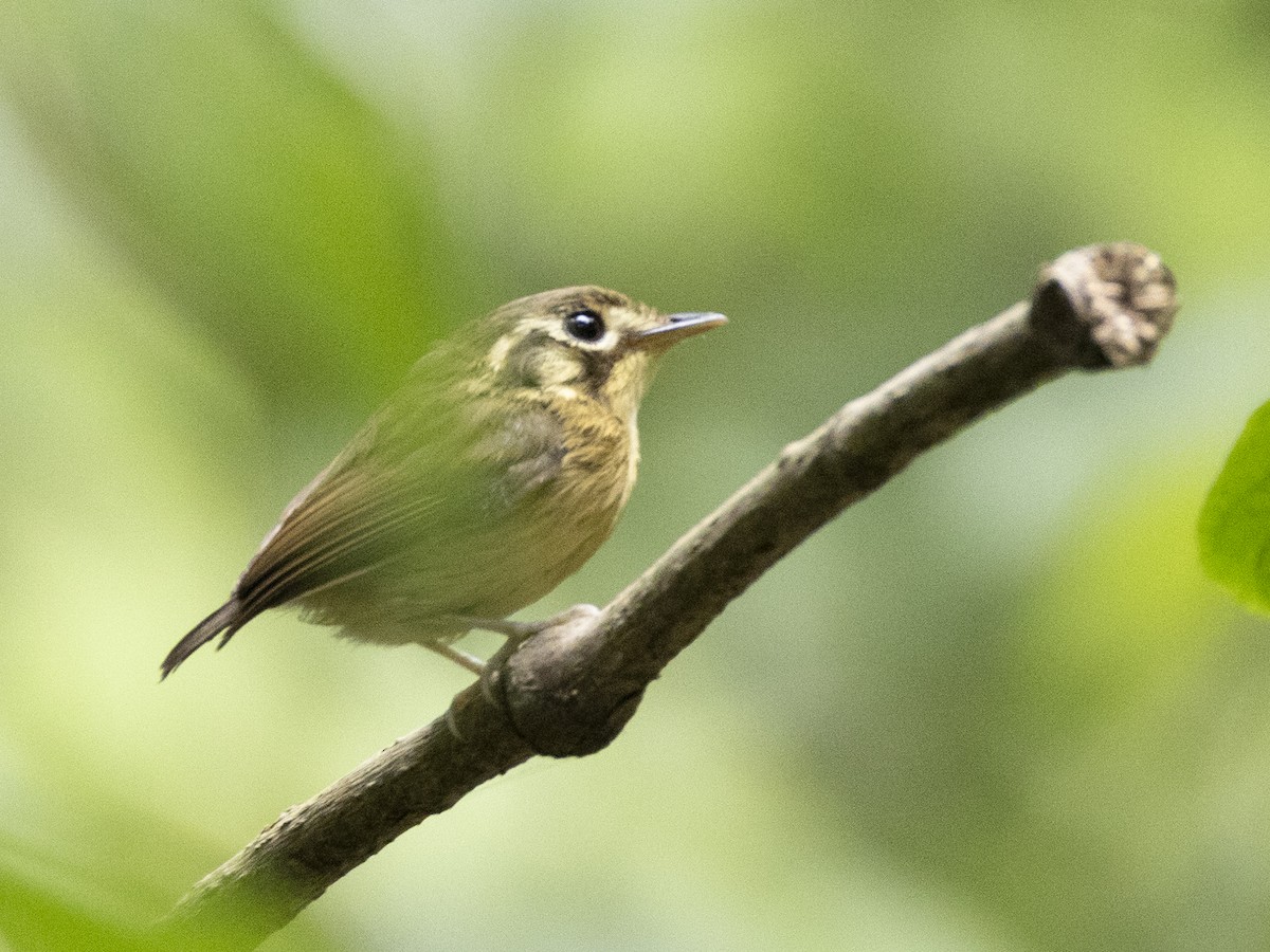 White-throated Spadebill - ML645303201