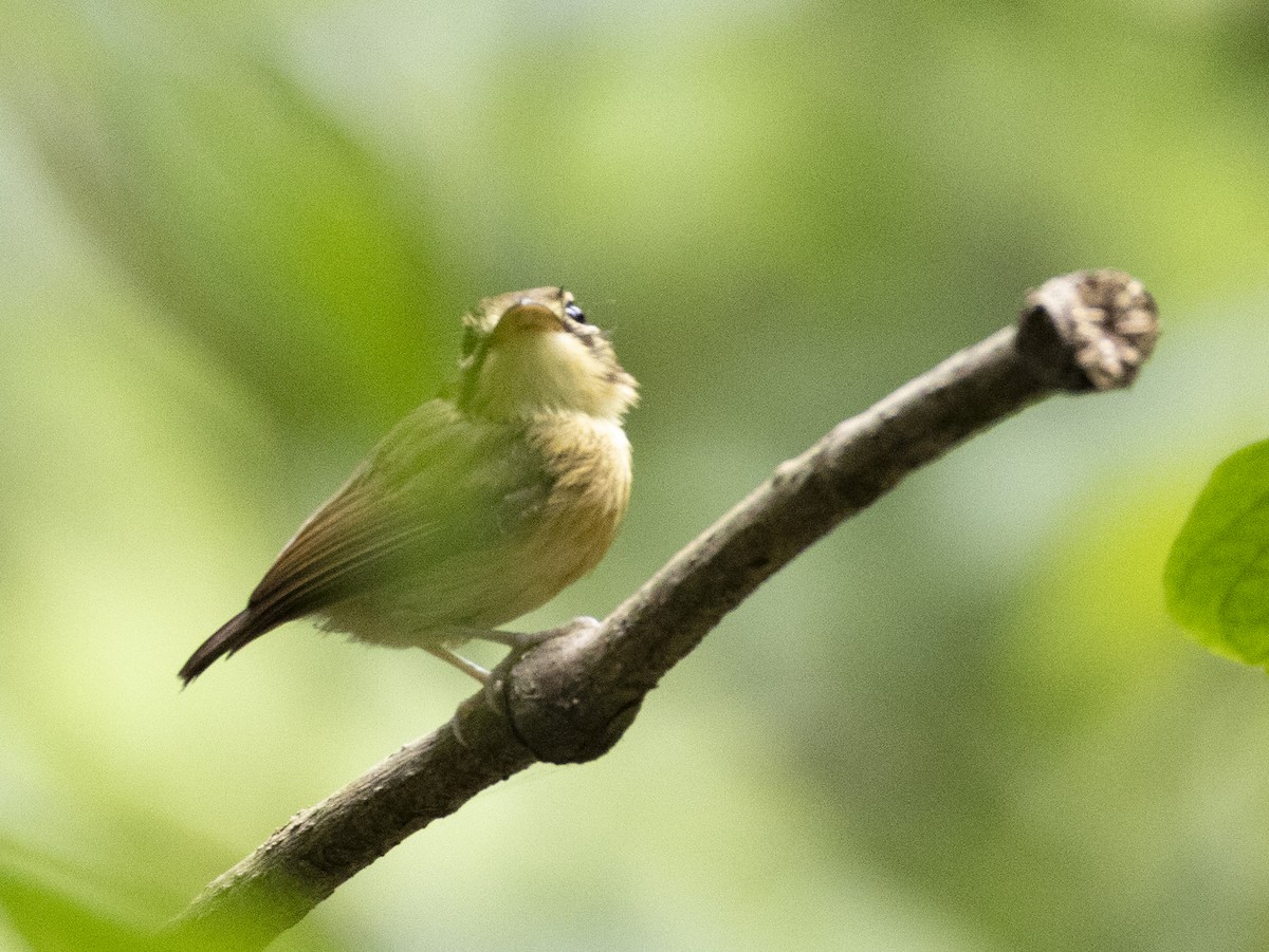White-throated Spadebill - ML645303202