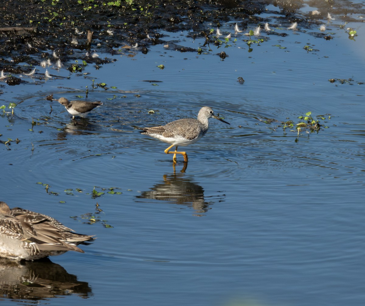 Greater Yellowlegs - ML645303203