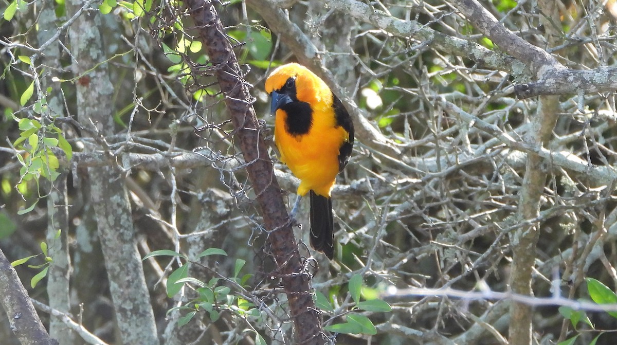 Altamira Oriole - ML645303206