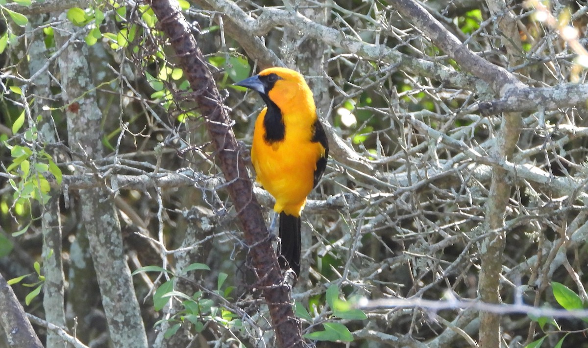 Altamira Oriole - ML645303207