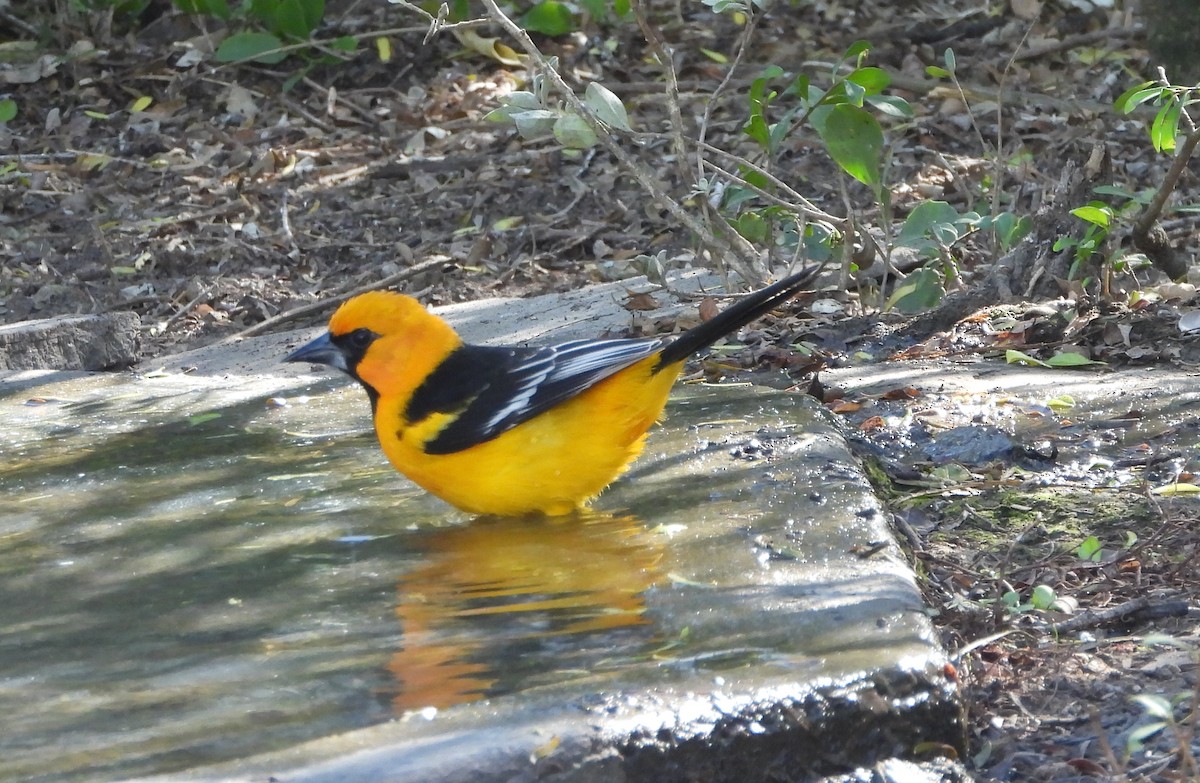 Altamira Oriole - ML645303208