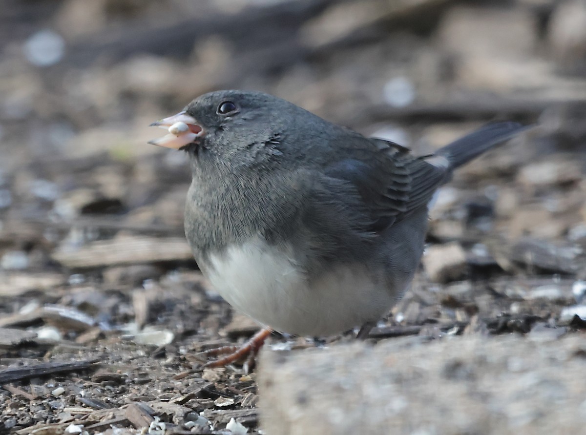 Dark-eyed Junco - ML645303210