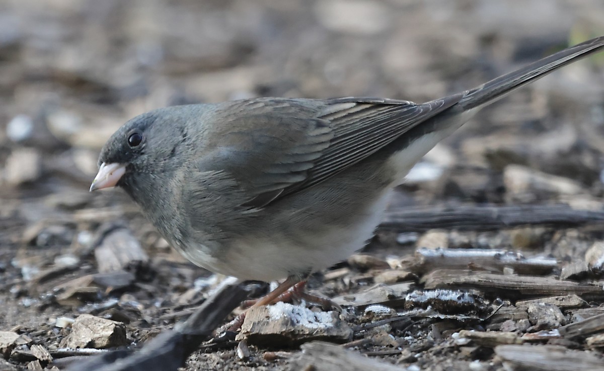 Dark-eyed Junco - ML645303215