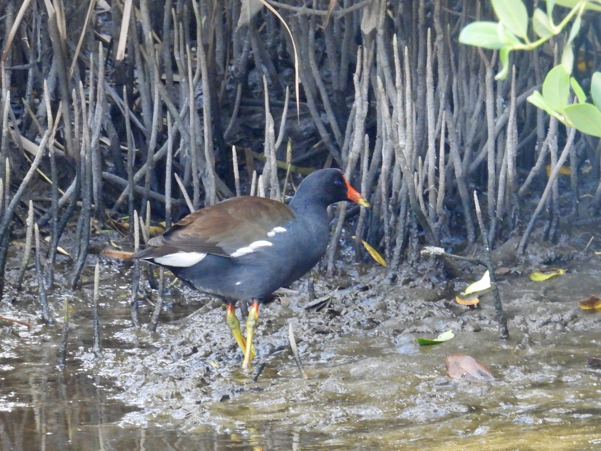 Gallinule d'Amérique - ML645303218