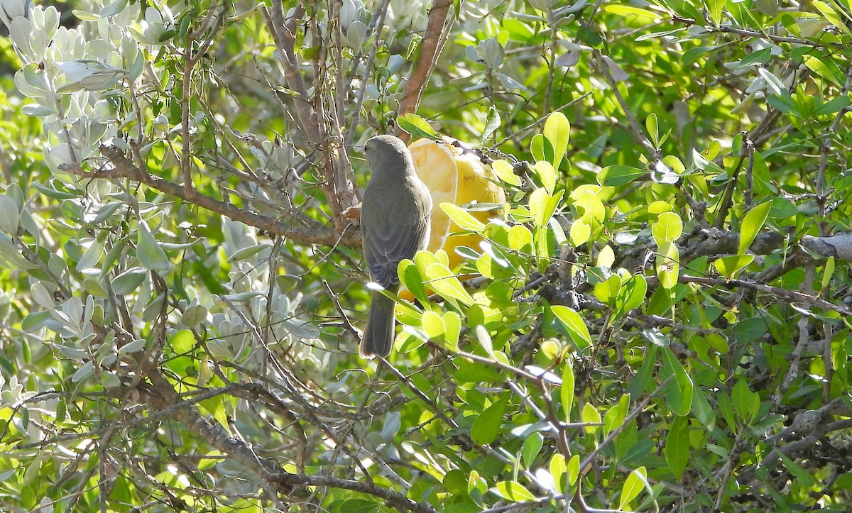 Orange-crowned Warbler - ML645303227