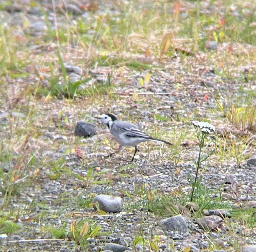 White Wagtail - ML645303232