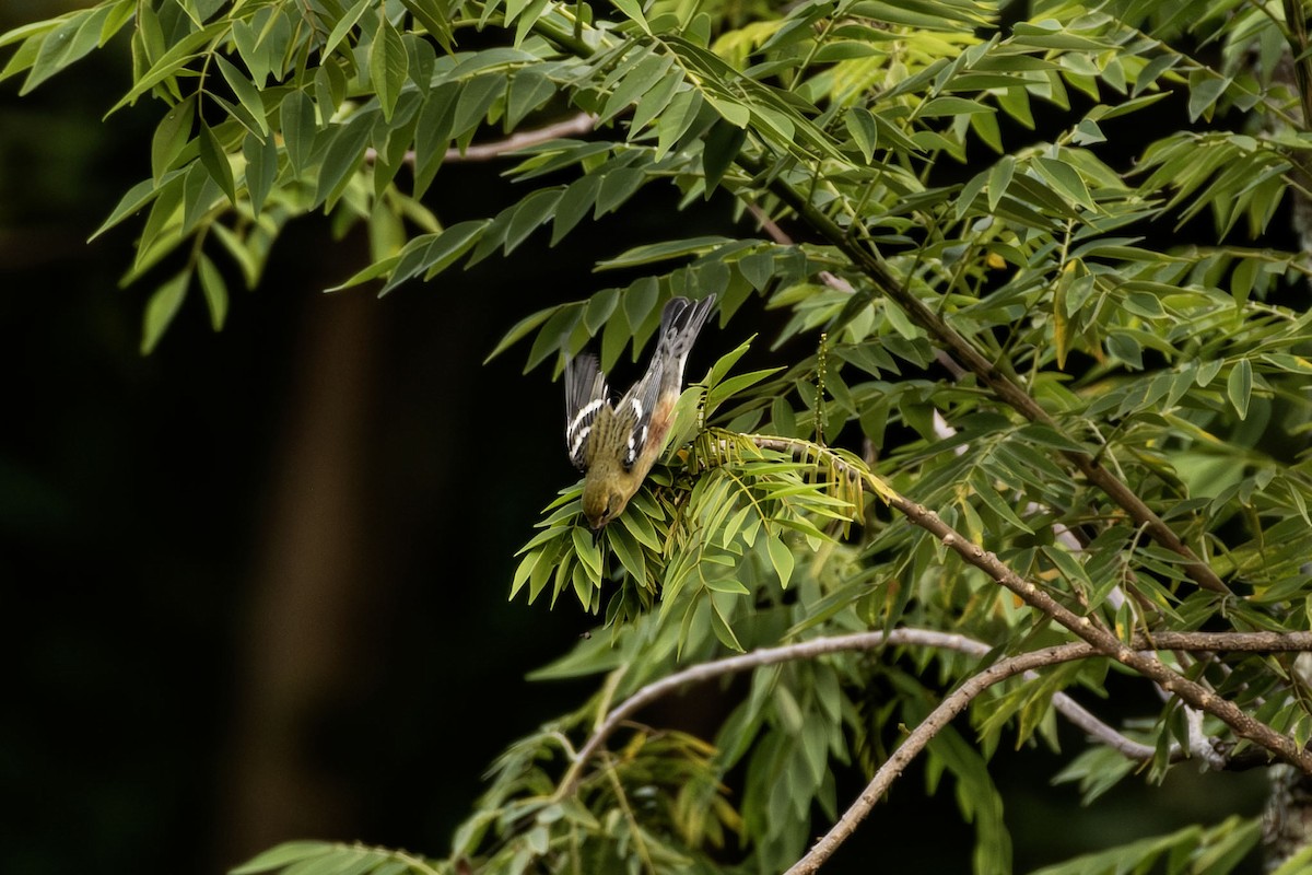 Пісняр-лісовик каштановий - ML645303236