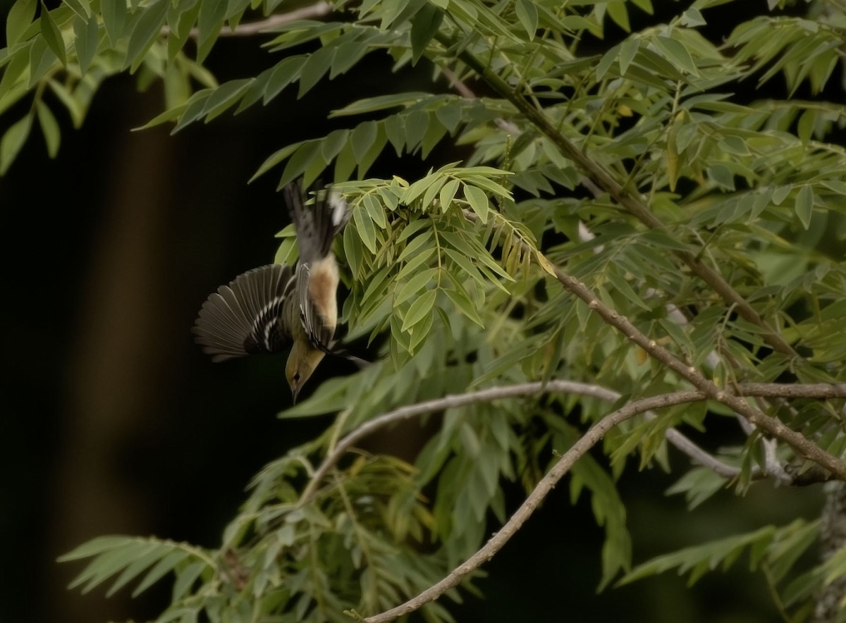 Пісняр-лісовик каштановий - ML645303237