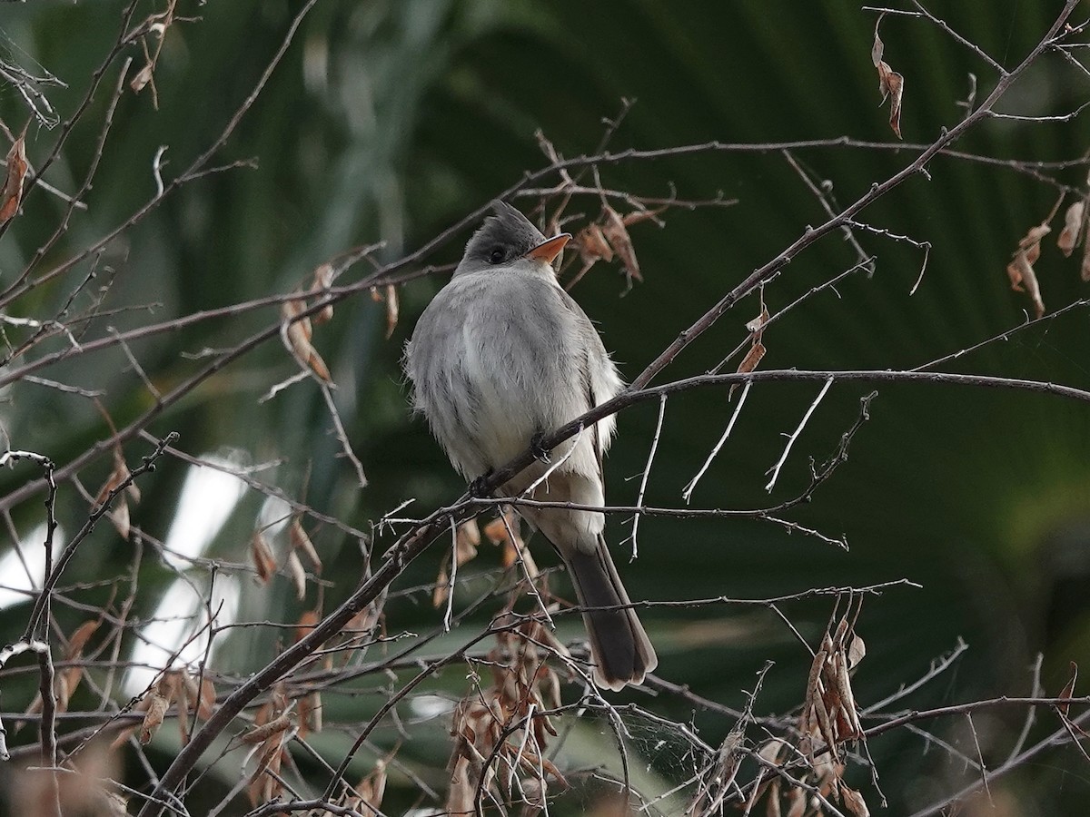 Greater Pewee - ML645303245