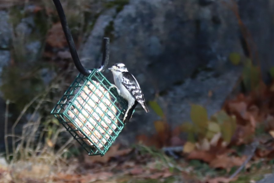 Downy Woodpecker - ML645303271