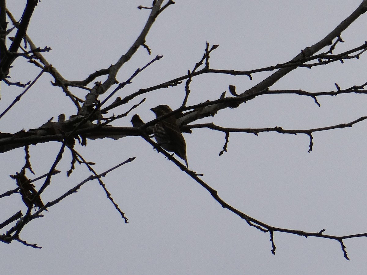 Roselin pourpré - ML645303273