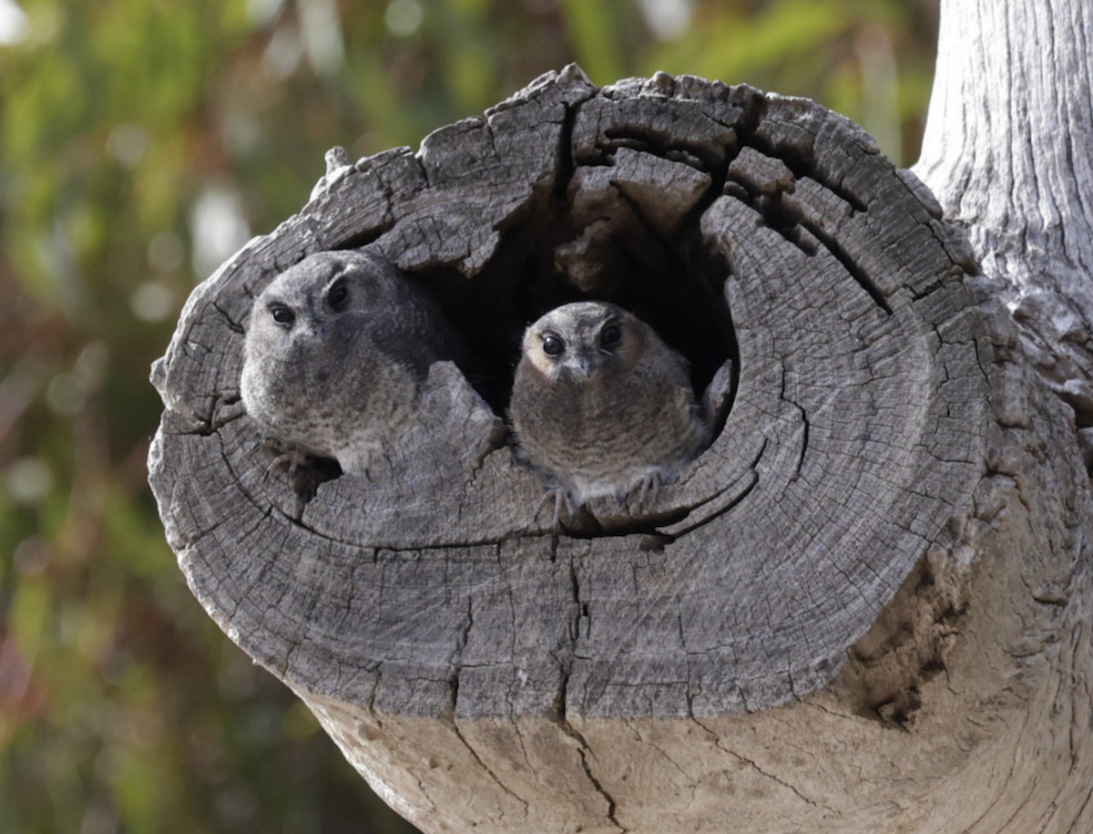 Australian Owlet-nightjar - ML645303277
