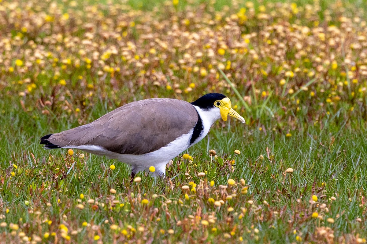 Masked Lapwing - ML645303279