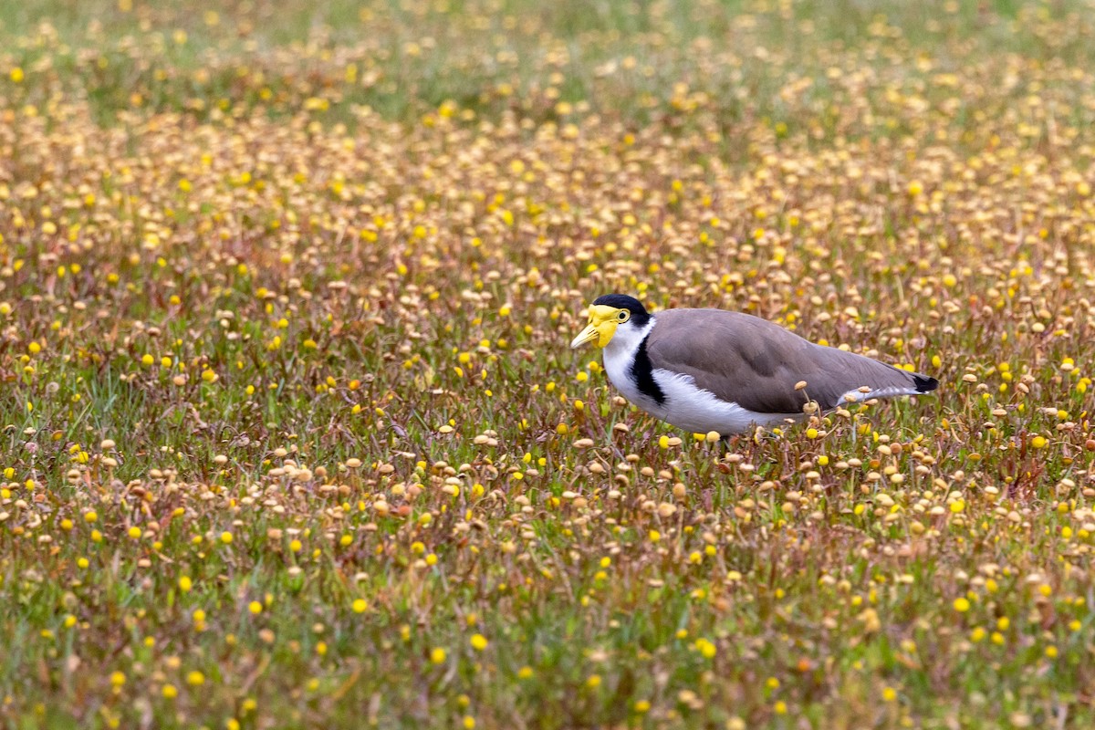 Masked Lapwing - ML645303280