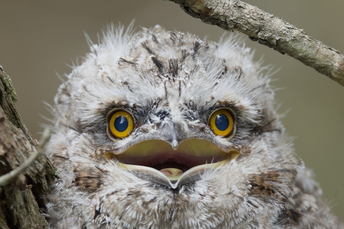 Tawny Frogmouth - ML645303283