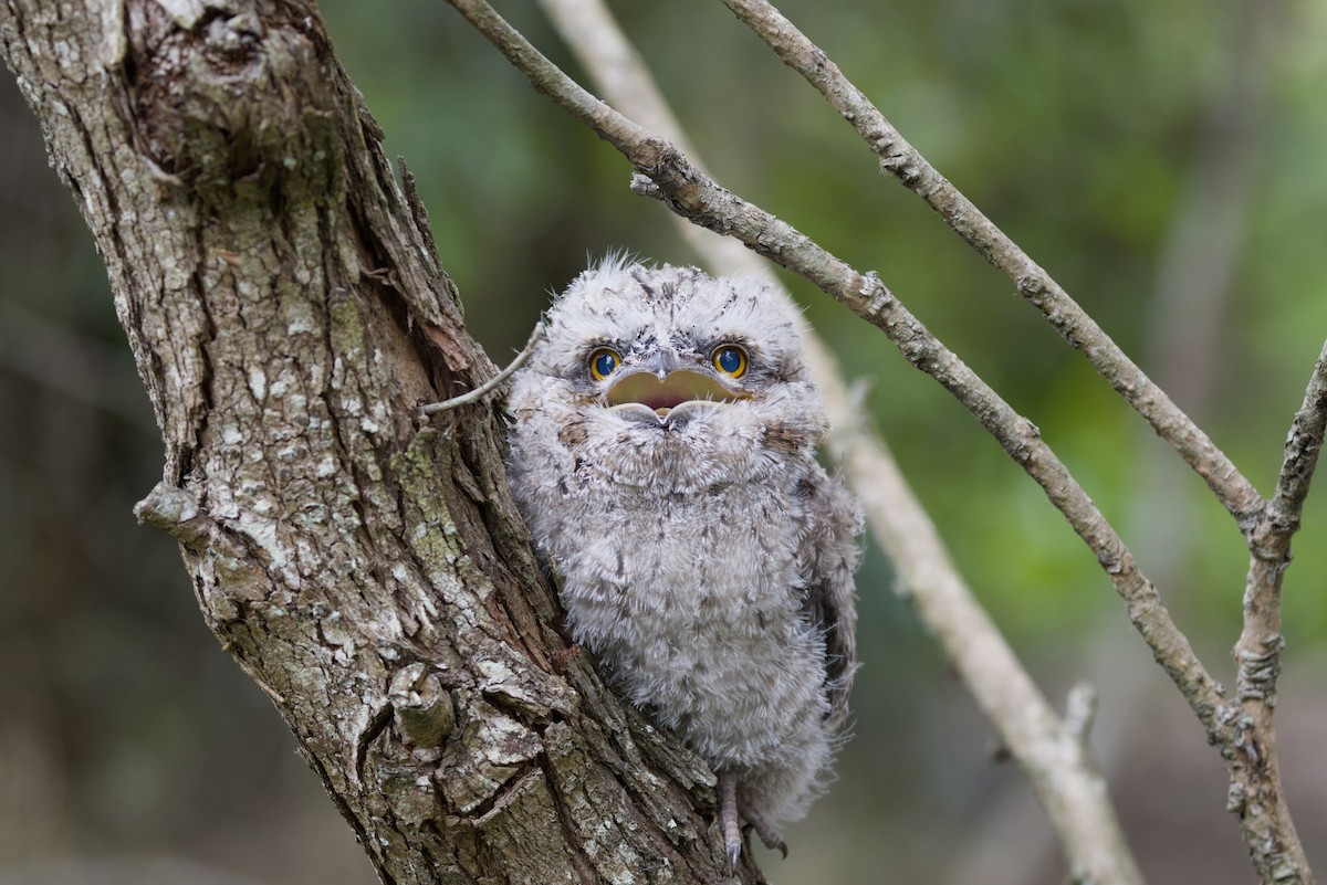 Tawny Frogmouth - ML645303284