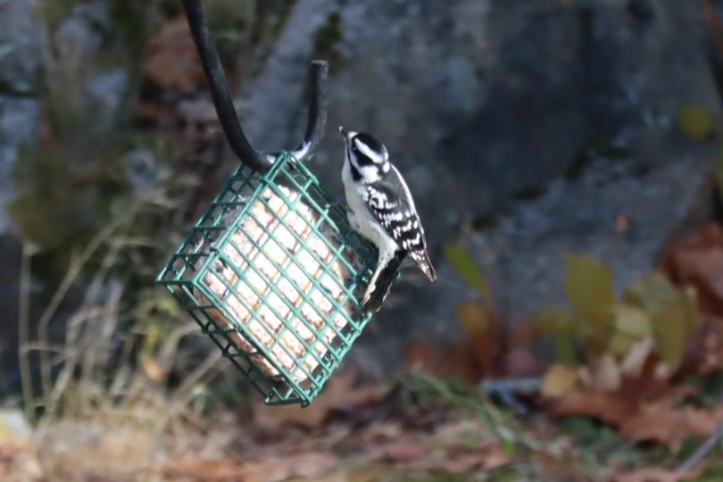 Downy Woodpecker - ML645303285