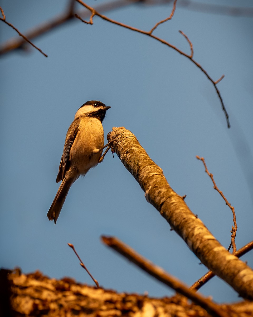 Carolina Chickadee - ML645303286