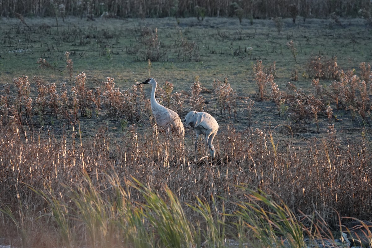 Sandhill Crane - ML645303299