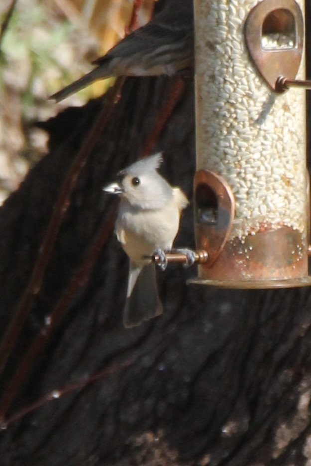 Tufted Titmouse - ML645303300