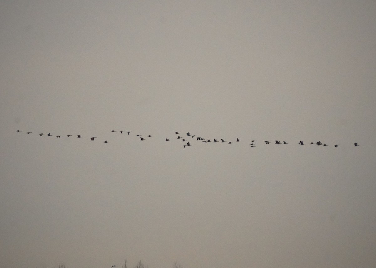 Barnacla Canadiense Grande - ML645303303