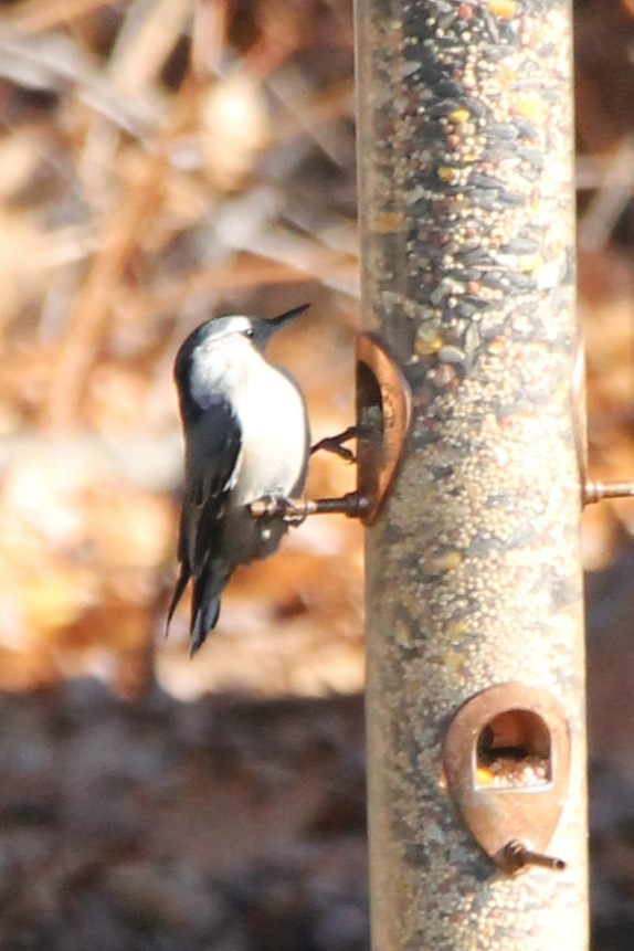 White-breasted Nuthatch - ML645303309