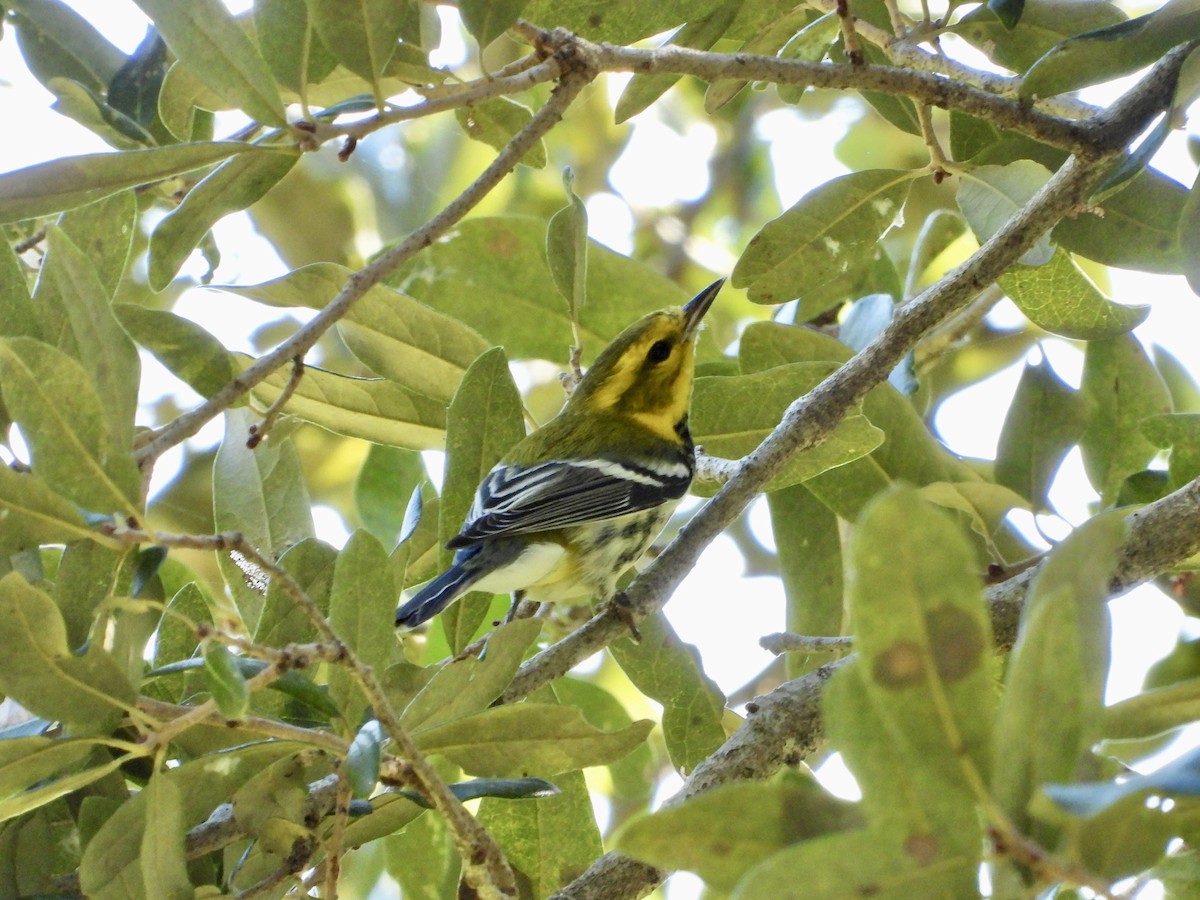 Black-throated Green Warbler - ML645303311