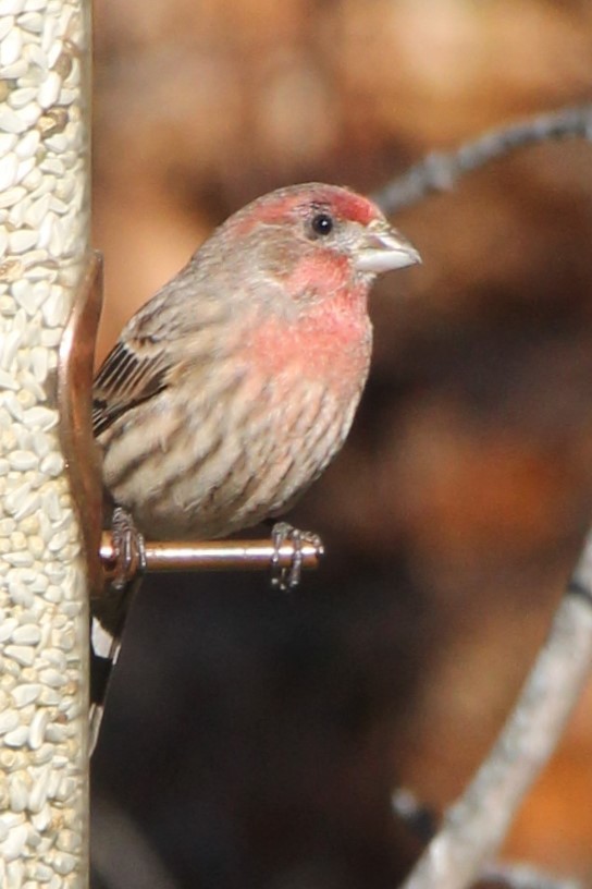 Burugorri arrunta - ML645303315