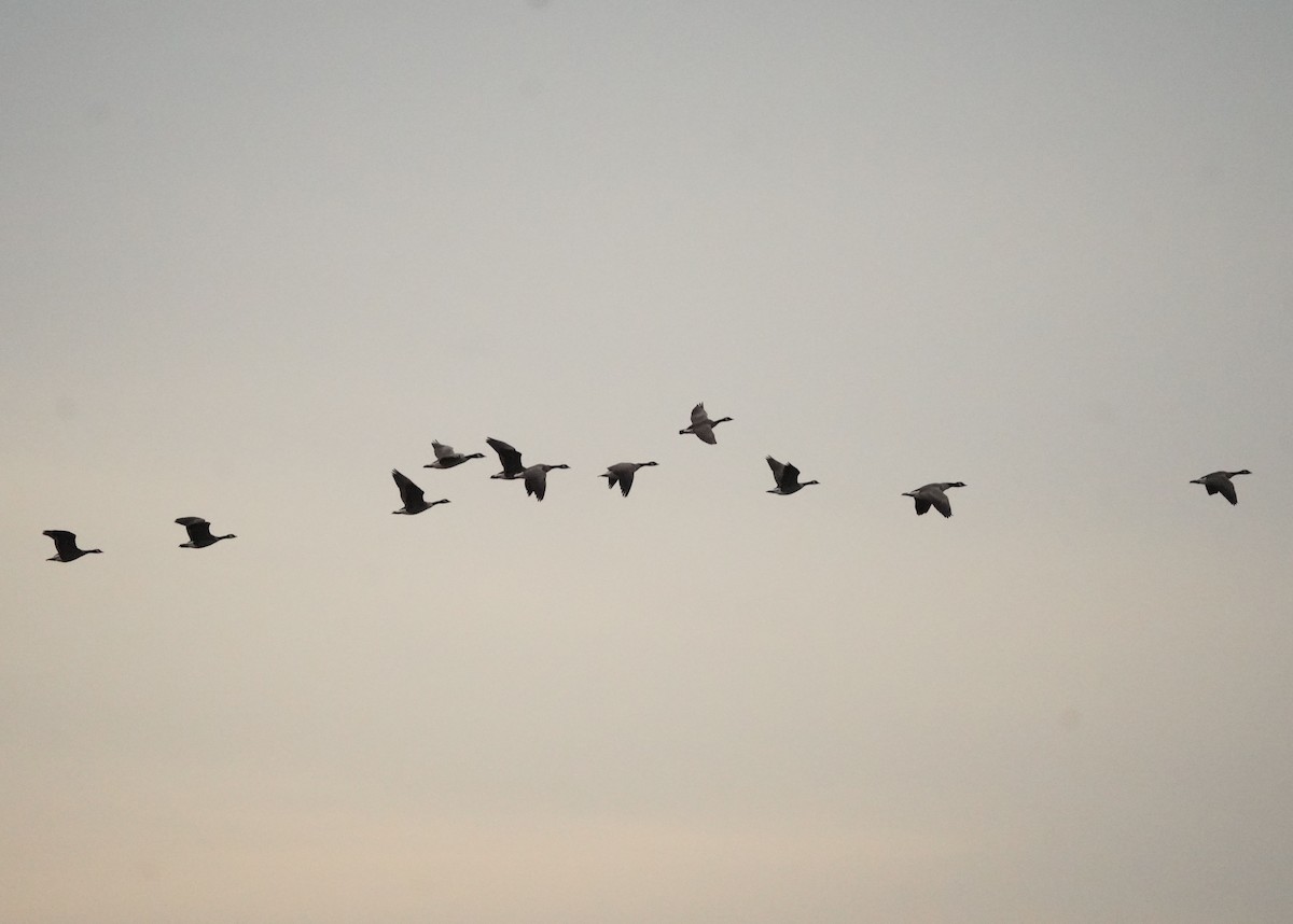 Barnacla Canadiense Grande - ML645303316