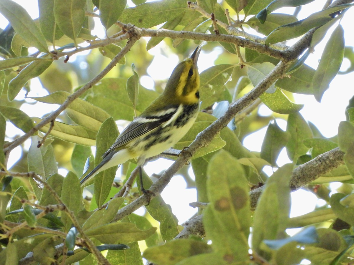 Black-throated Green Warbler - ML645303319