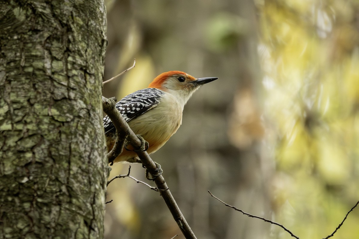Red-bellied Woodpecker - ML645303325
