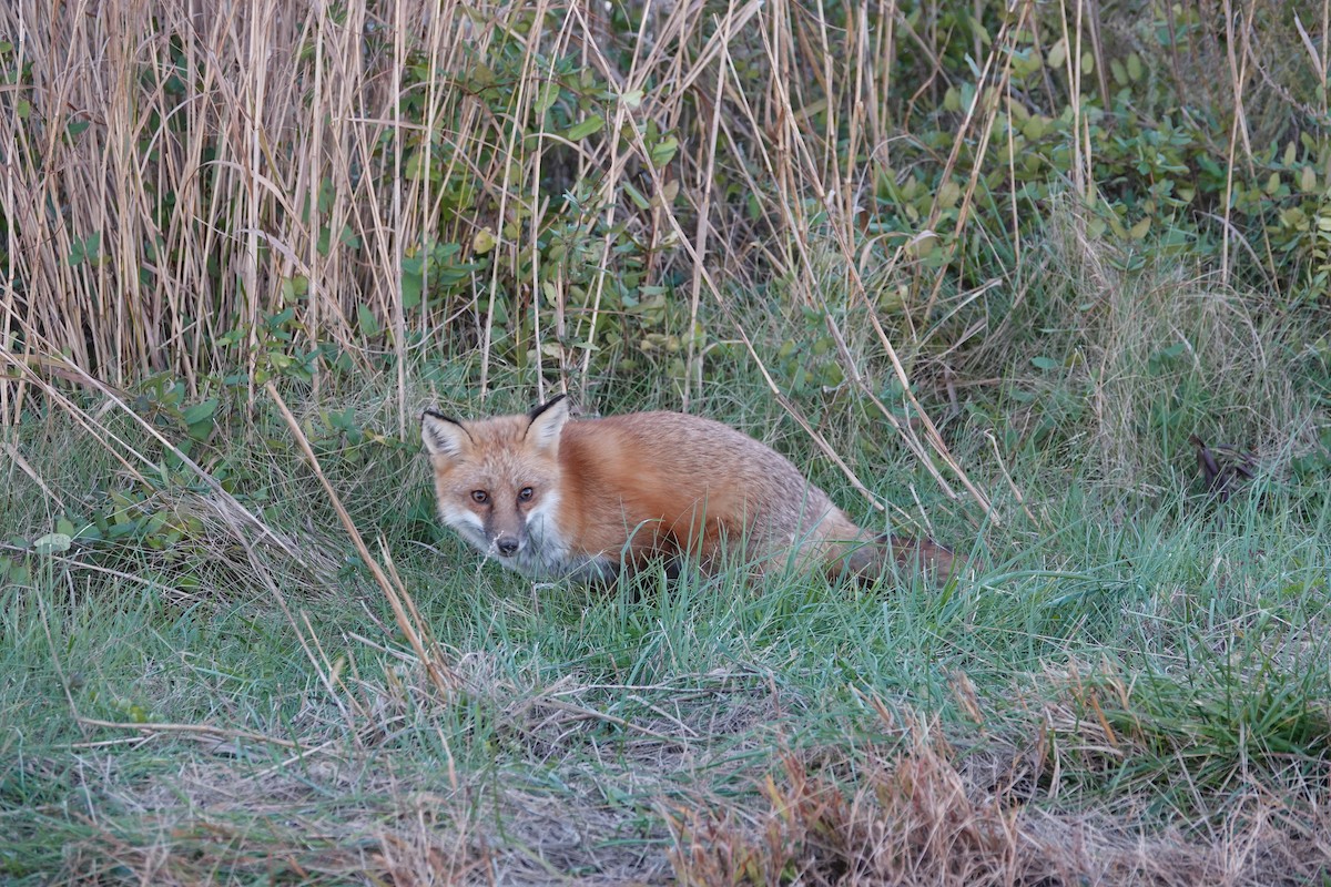 Red Fox - ML645303328