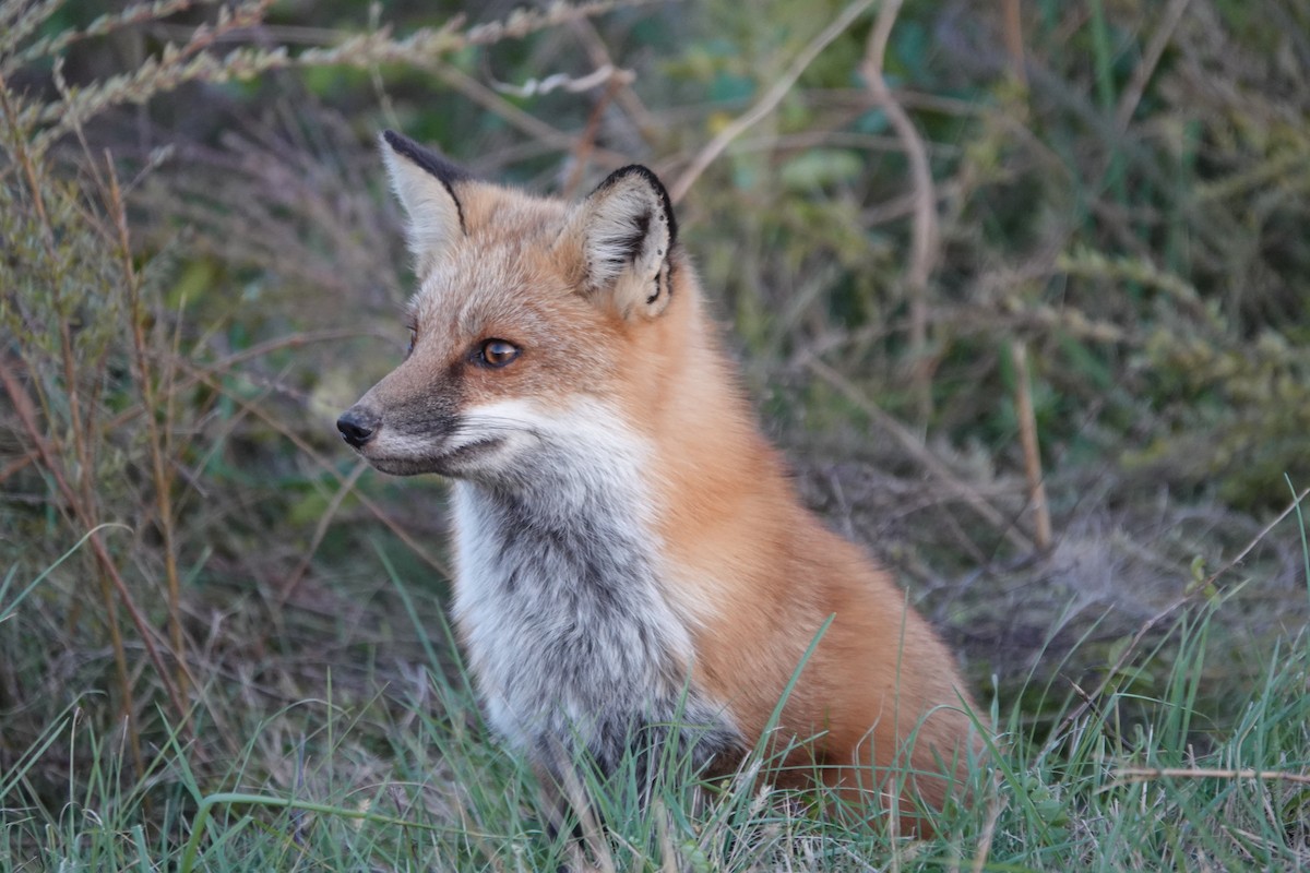 Red Fox - ML645303330