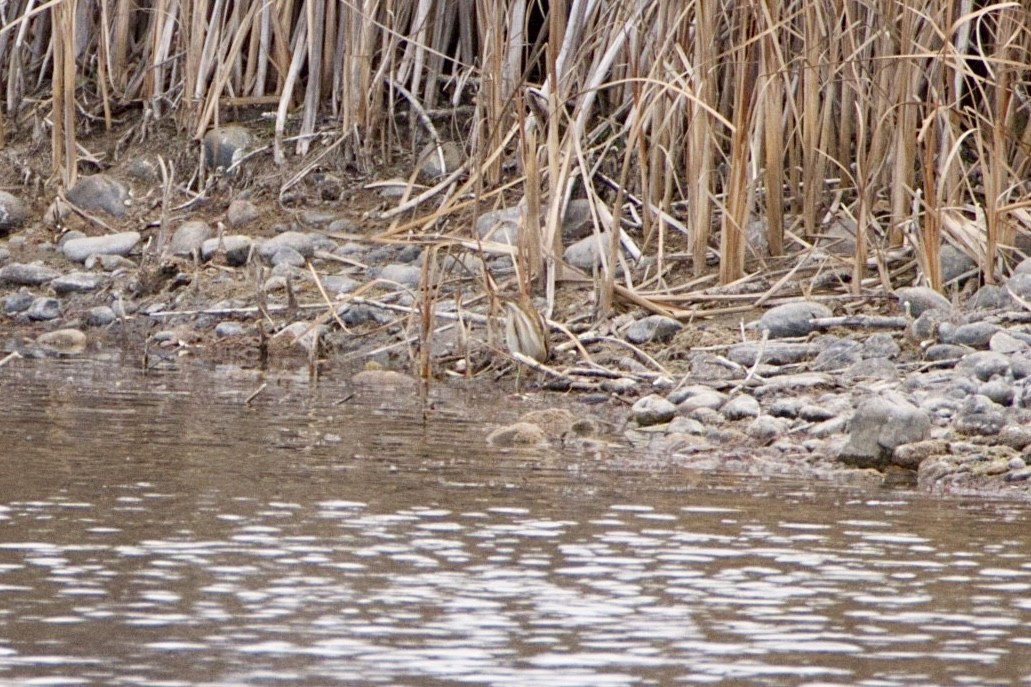 Least Bittern - ML645303331