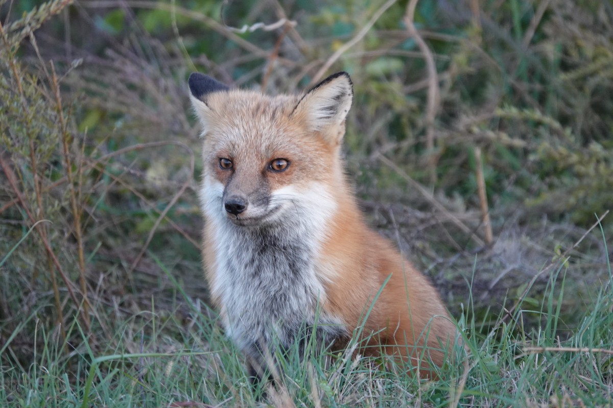 Red Fox - ML645303334