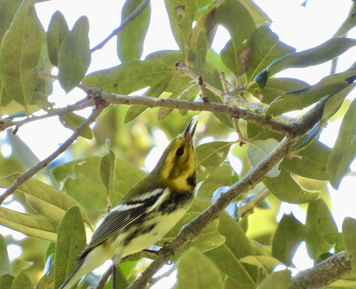 Black-throated Green Warbler - ML645303335