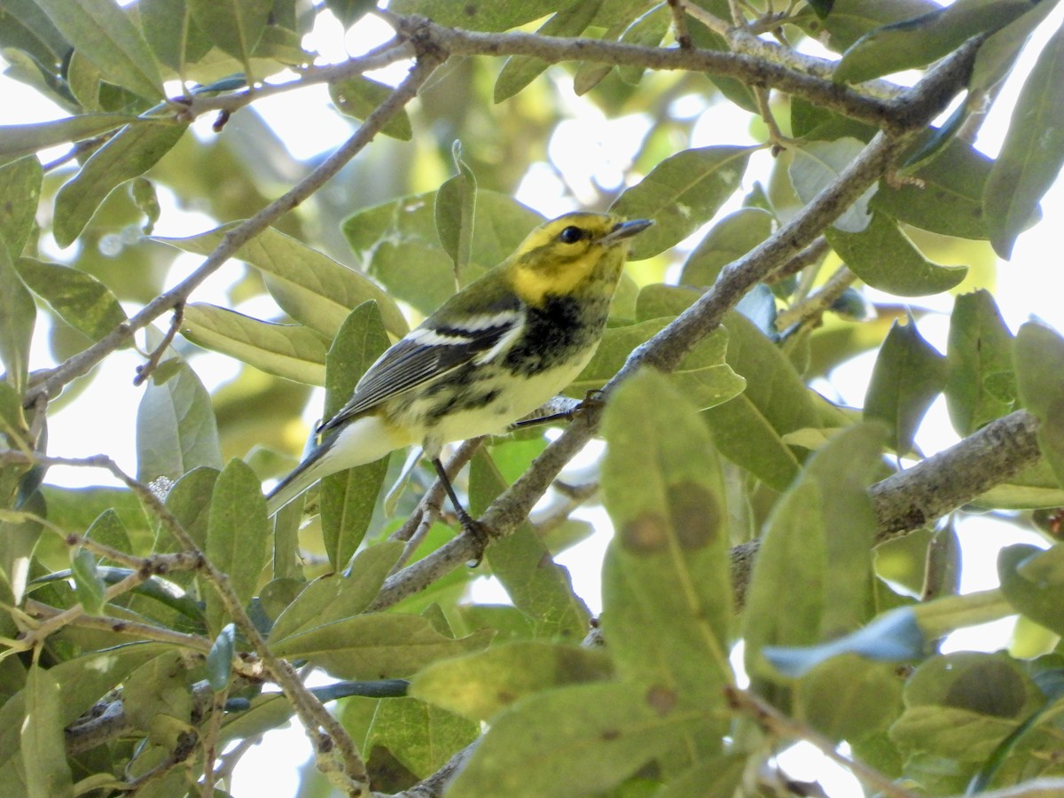 Black-throated Green Warbler - ML645303336