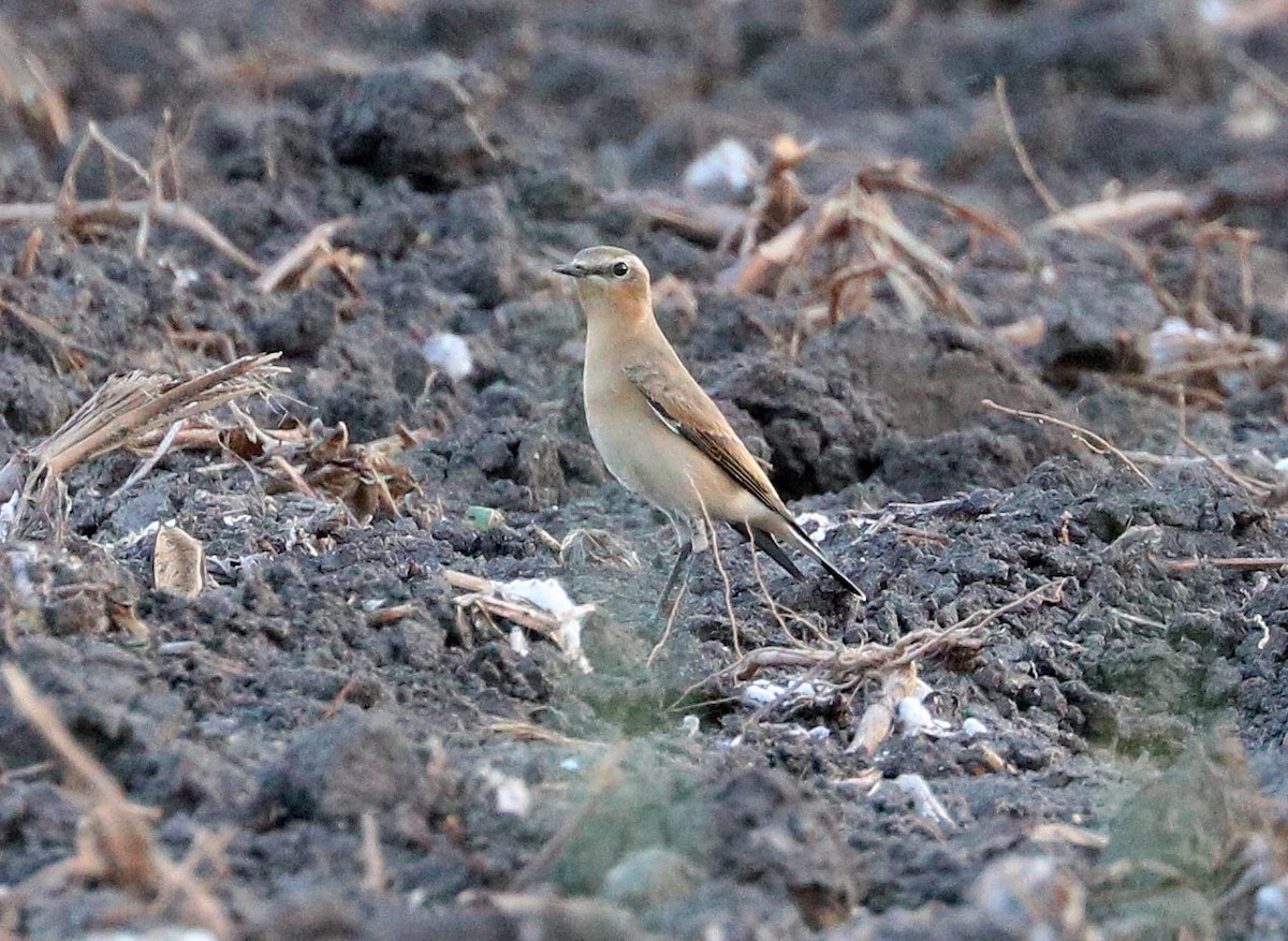 Northern Wheatear - ML645303345