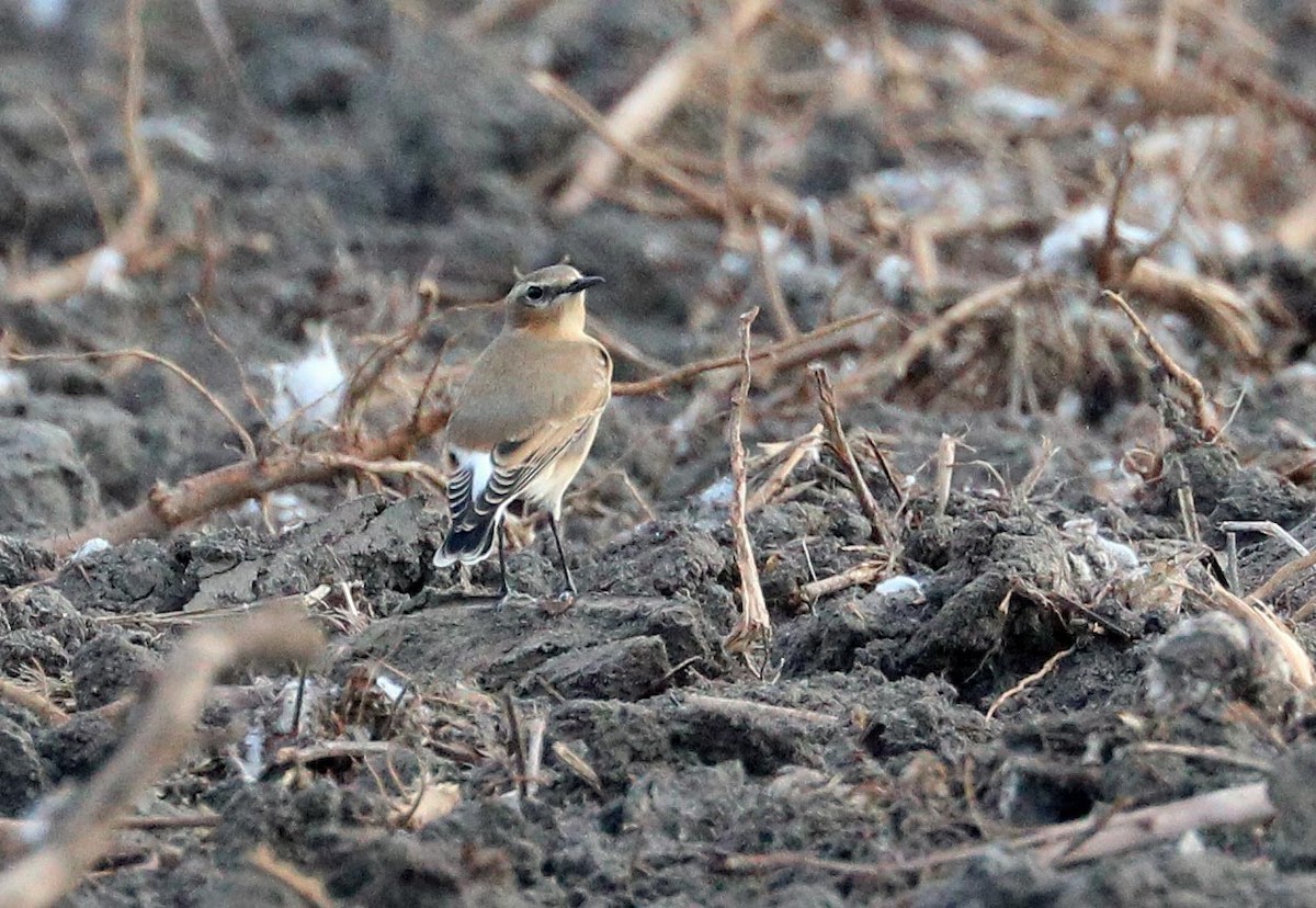 Northern Wheatear - ML645303351