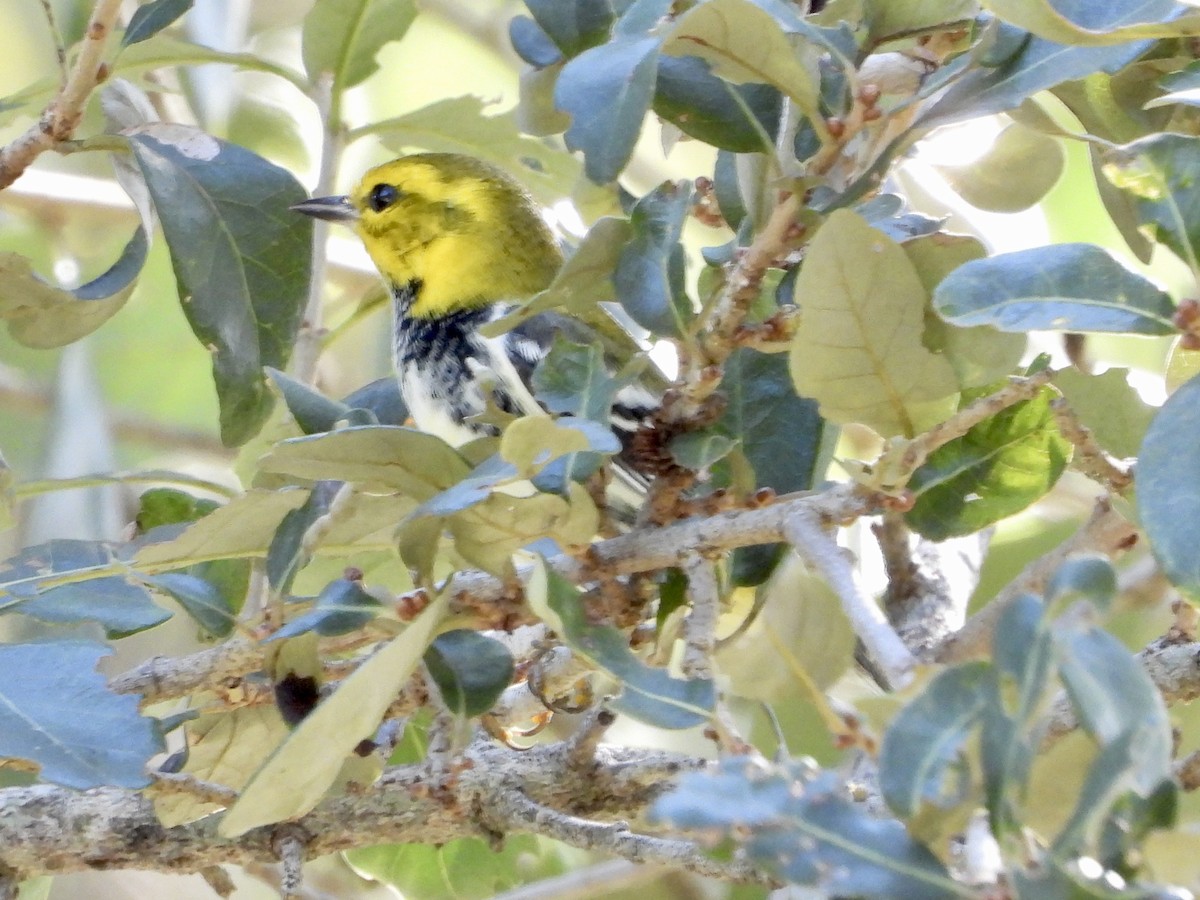Black-throated Green Warbler - ML645303358