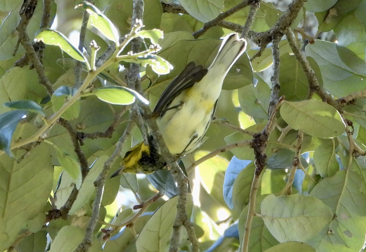 Black-throated Green Warbler - ML645303359